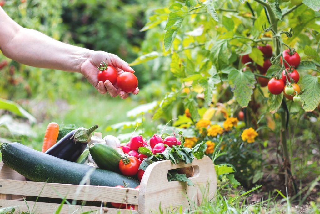 Pictures Of Vegetable Gardens Image To U